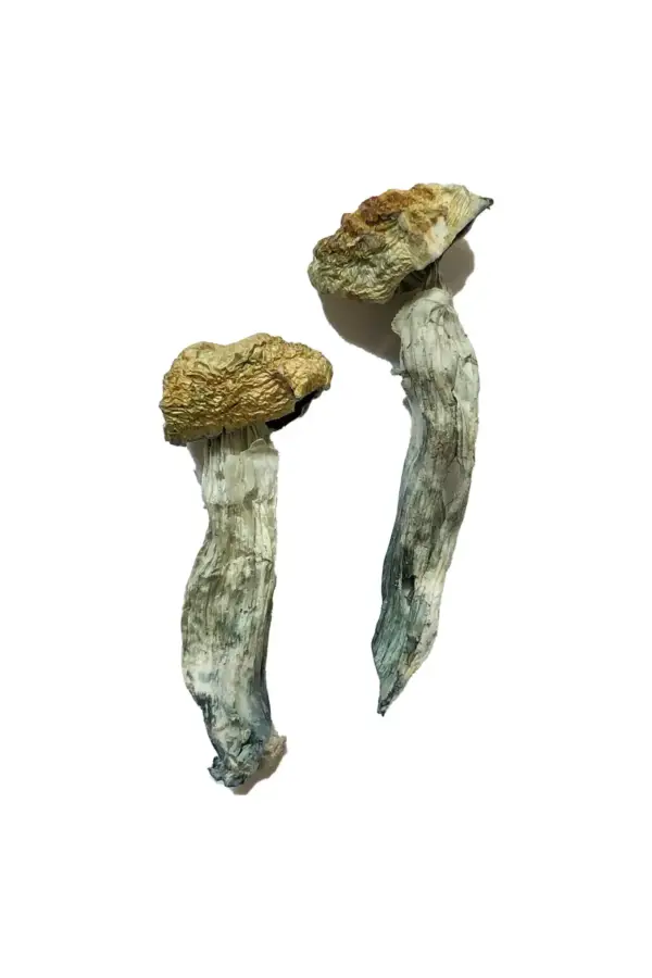 Mazatapec Magic Mushrooms - Image 2