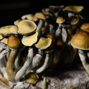 Microdosing and tripping on mushrooms is on the rise in U.S.