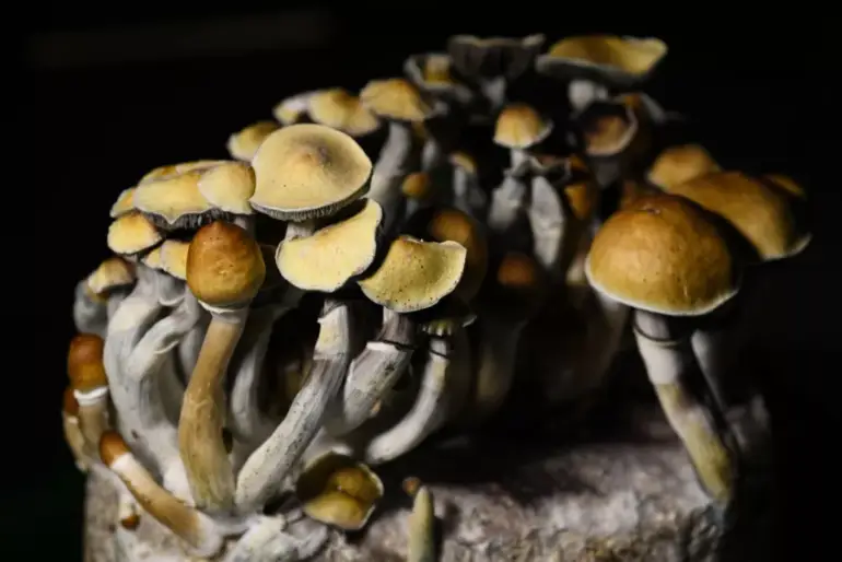 Microdosing and tripping on mushrooms is on the rise in U.S.