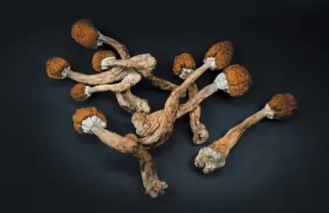 Can microdosing psilocybin, the compound in magic mushrooms, aid mental health?